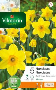 Narcisse Fortune (x5)
